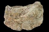 Permian Amphibian Fossil Bone - Texas #153744-1